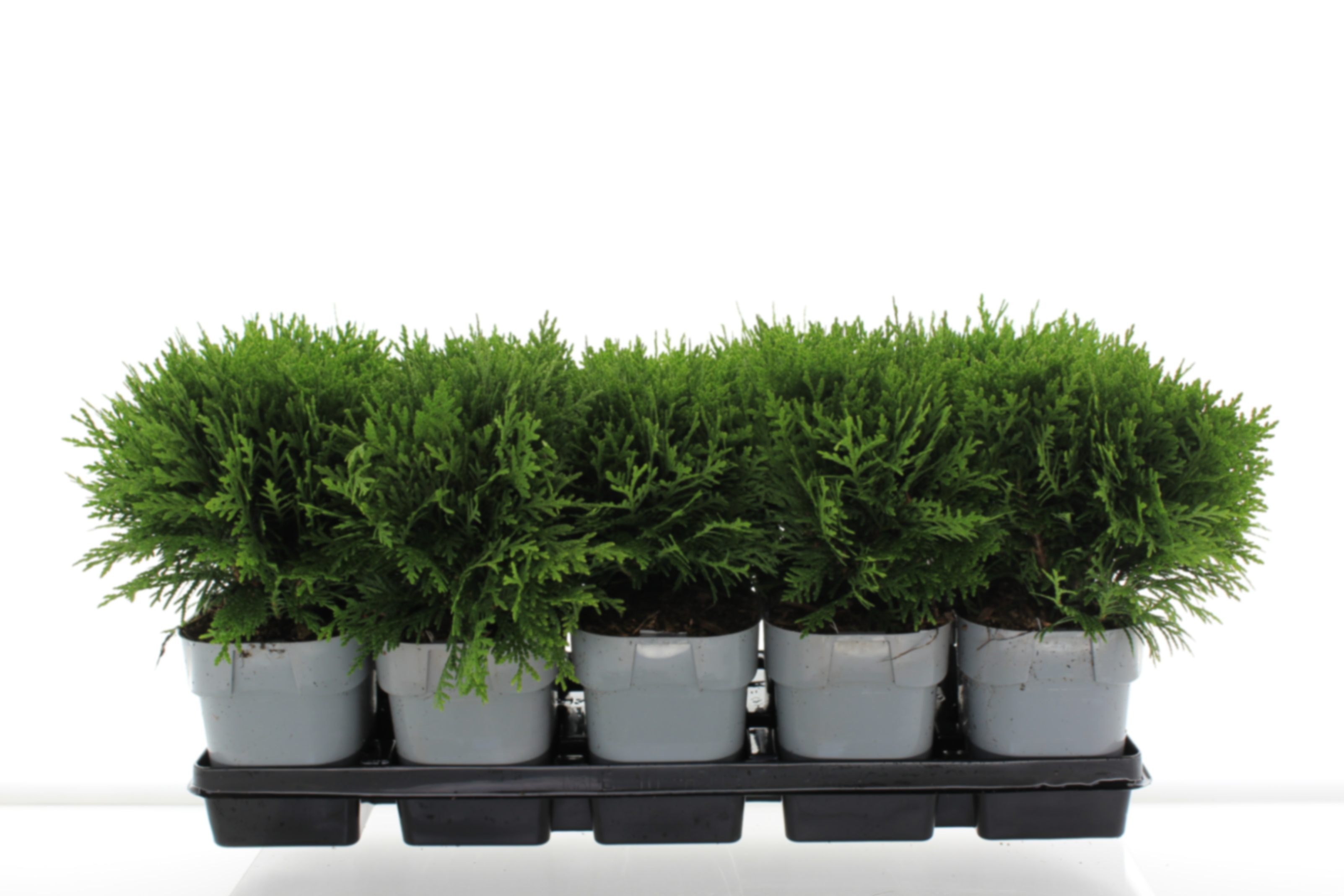 Туя западная Даника